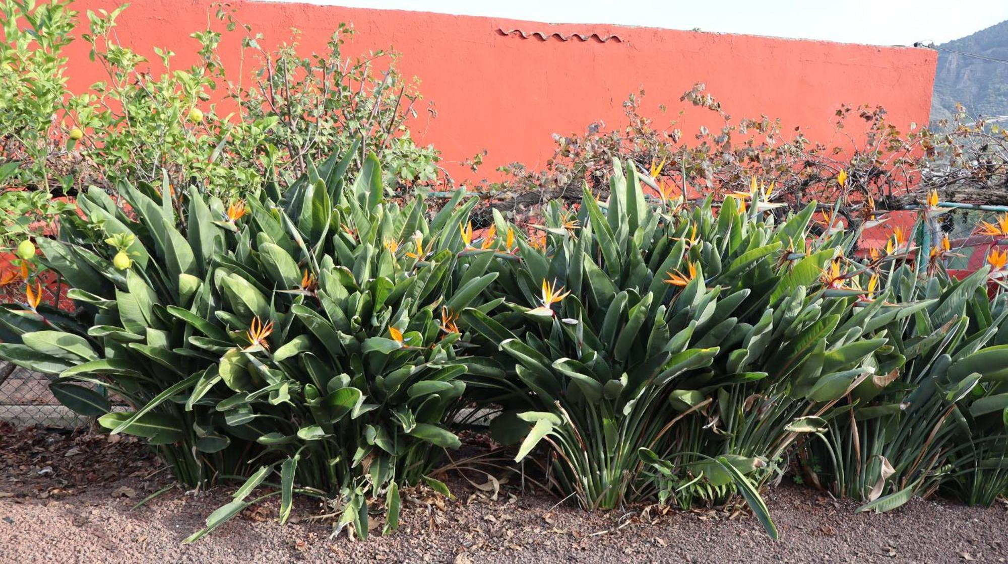 Casa Rural En San Mateo Las Palmas de Gran Canaria Eksteriør billede